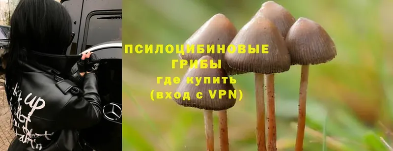 Псилоцибиновые грибы Cubensis  Курганинск 